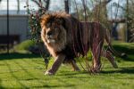 Rori Credit The Big Cat Sanctuary 2