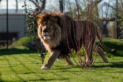 Rori Credit The Big Cat Sanctuary 2