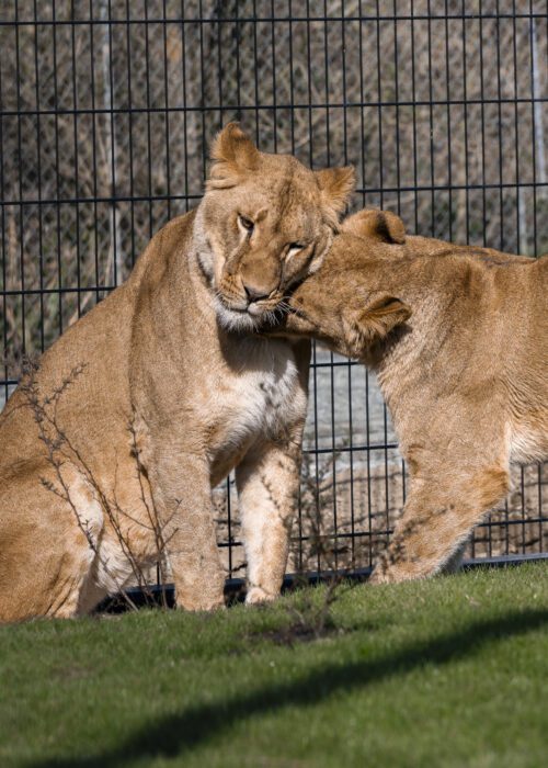 Roaring Into A New Chapter Sisters Amani Lira The Big Cat Sanctuary