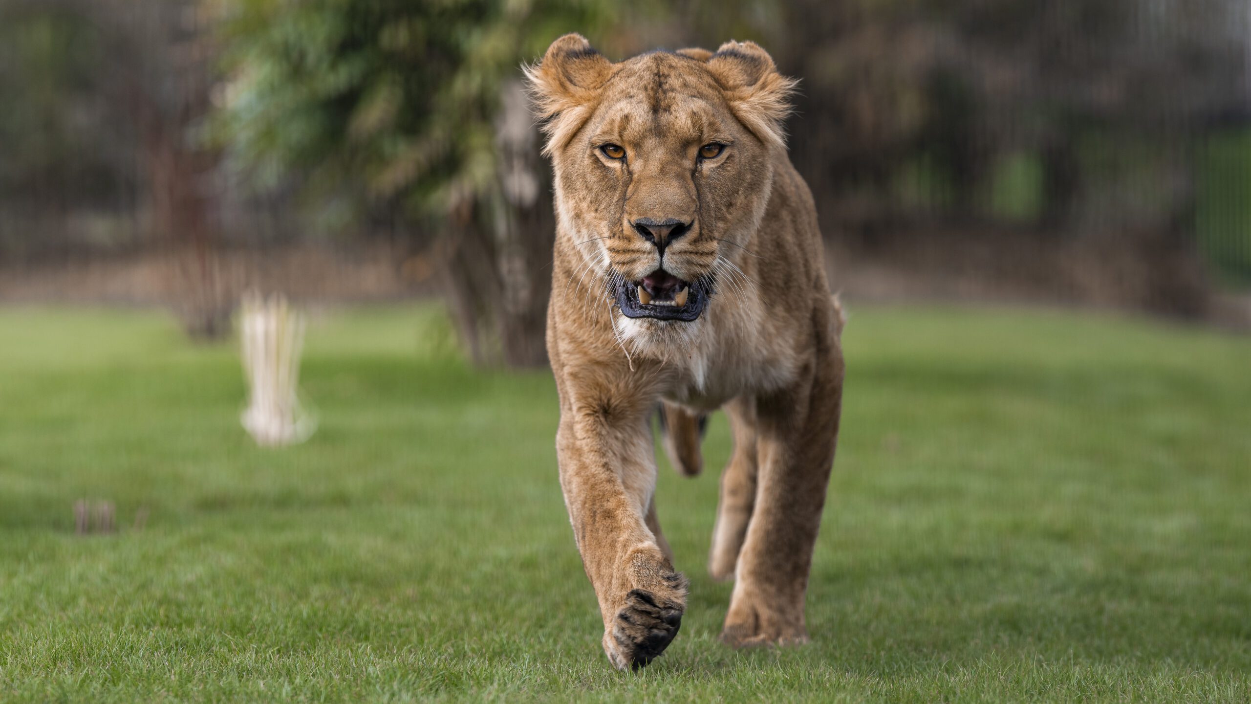 Roaring Into A New Chapter Yuna Credit The Big Cat Sanctuary scaled