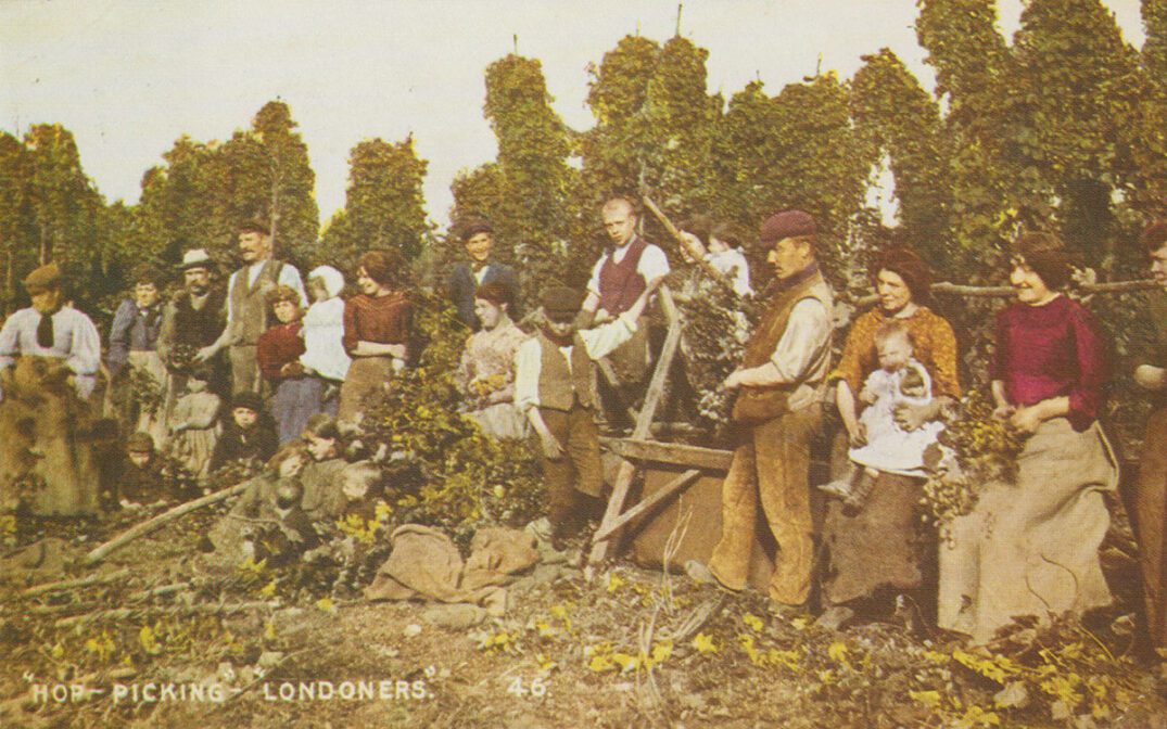 "Let’s all go hop picking!" MMM Magazine 02 London hop pickers in the fields 2 Credit Kent County Council